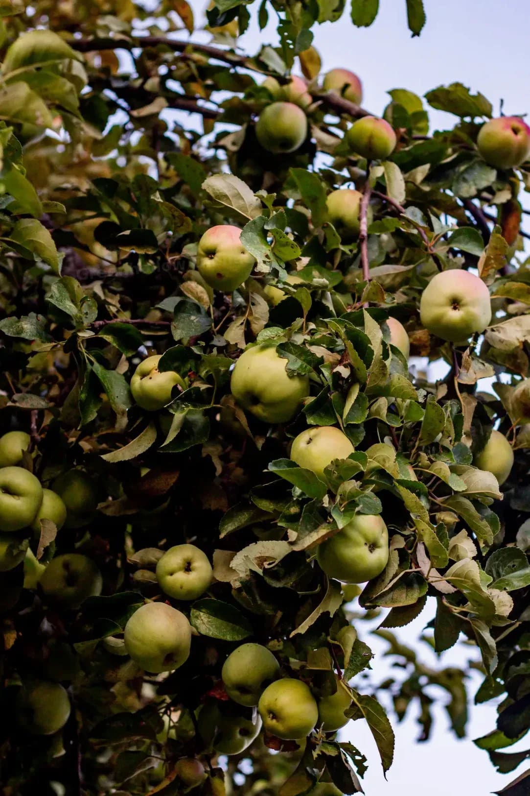 Greenhollow Orchard 1