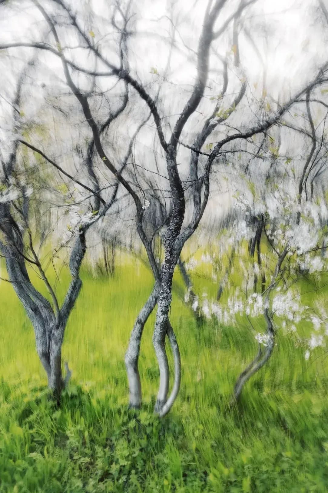 Greenhollow Orchard 12