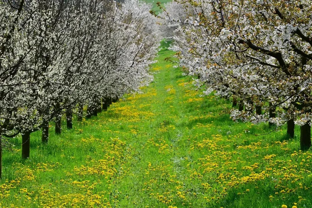 Greenhollow Orchard 13