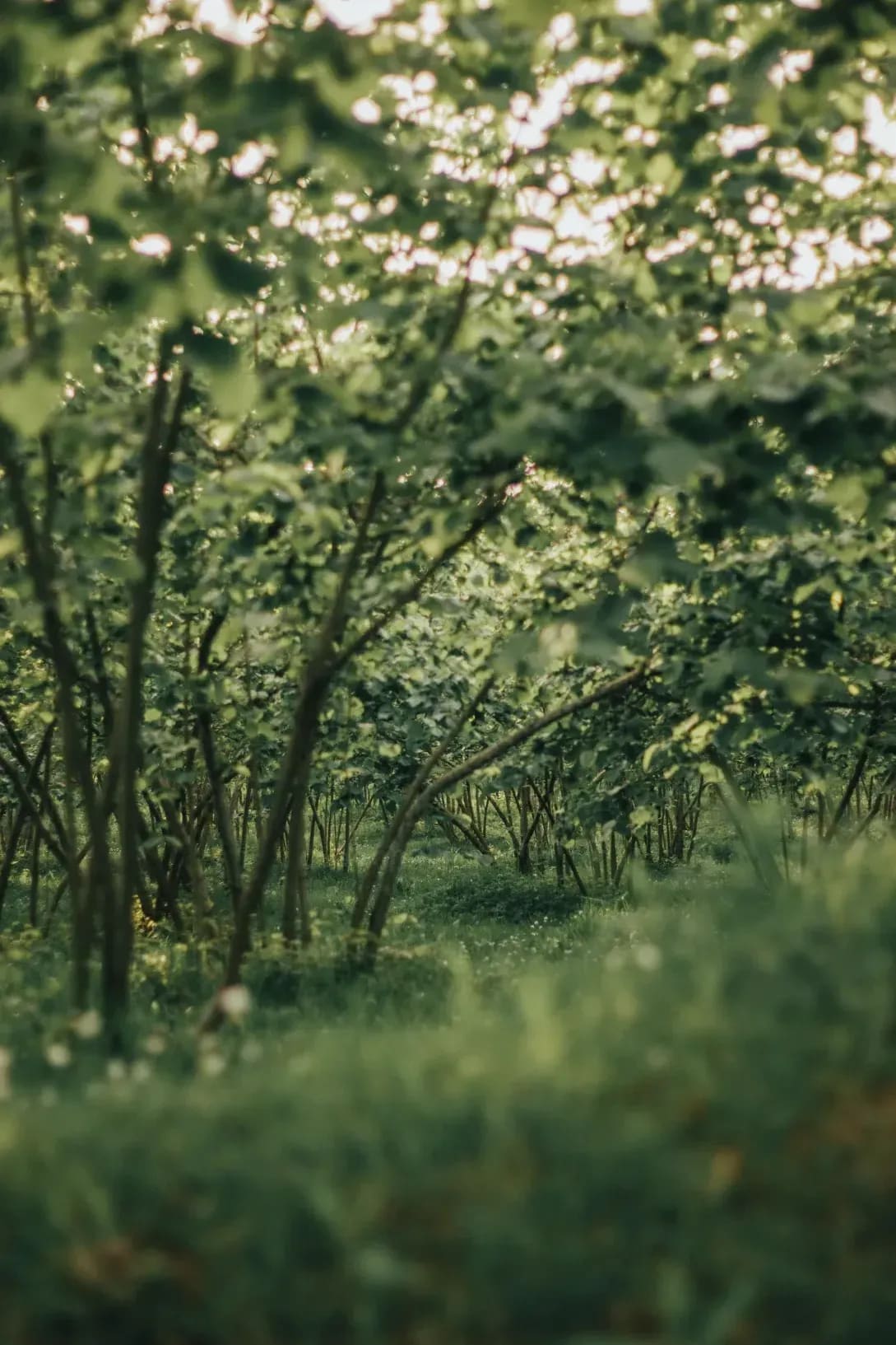 Greenhollow Orchard 5