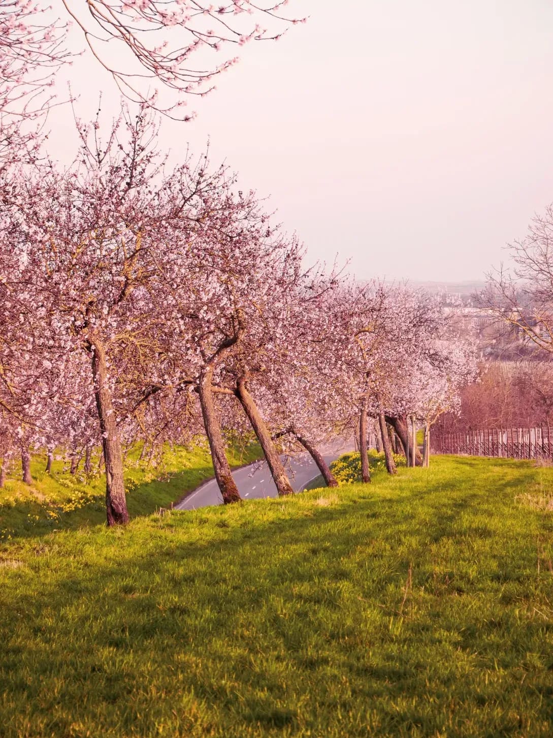 Greenhollow Orchard 9