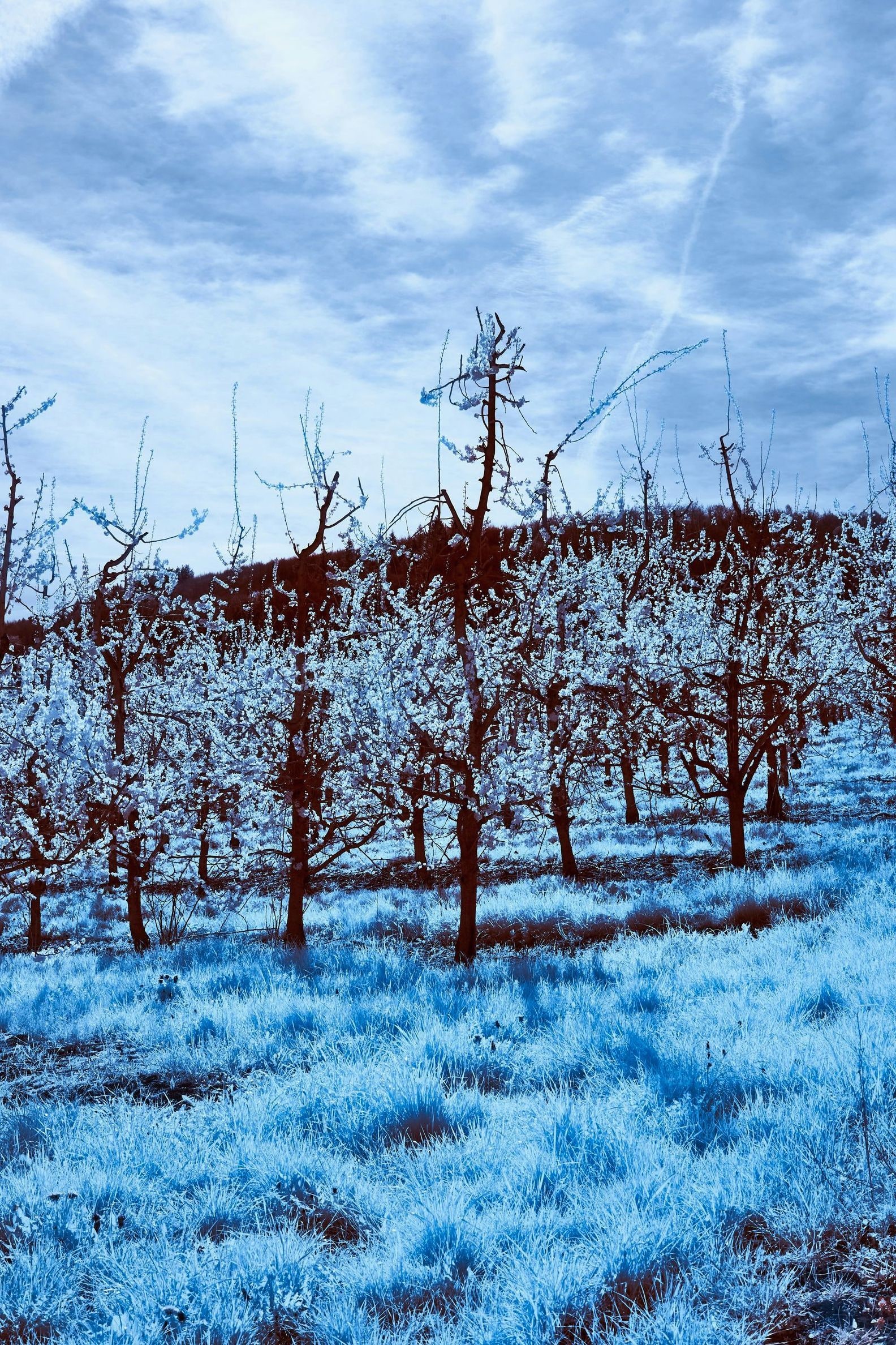 Greenhollow Orchard